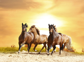 Tło do skarbonki - Konie