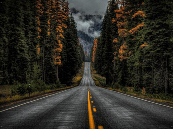 Tło do skarbonki - Leśna Droga